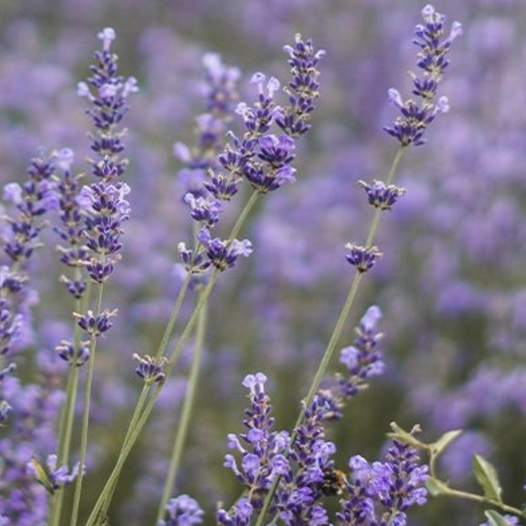 Die Ulrike Rütten -praxis-ruetten.de arbeitet mit reinsten ätherischen Ölen von der Firma Young Living.